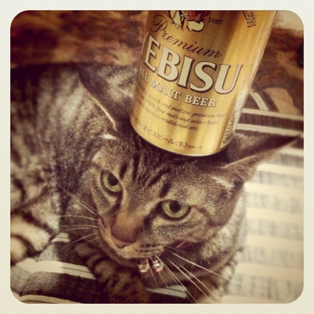 Cats like beer, too.